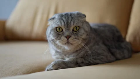Cute Scottish Fold cat with gray striped fur and expressive big eyes lying Stock Footage 277430581