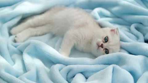 Cute scottish fold cat looking at the camera. Copy space. Stock Footage 201612279