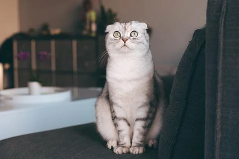 Cute Scottish Fold Cat. Stock Photos