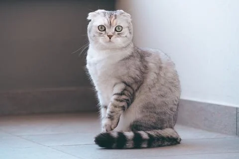 Cute Scottish Fold Cat. Stock Photos