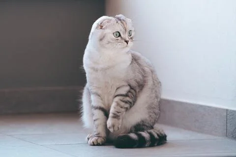 Cute Scottish Fold Cat. Stock Photos