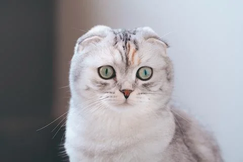 Cute Scottish Fold Cat. Stock Photos