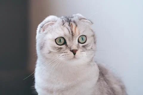 Cute Scottish Fold Cat. Stock Photos