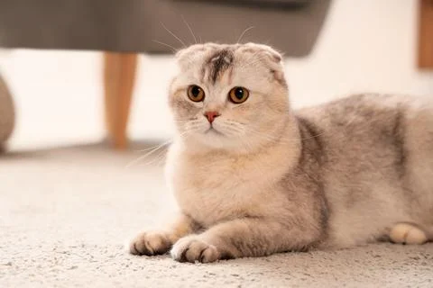 Cute Scottish fold cat sitting on carpet in living room, closeup Stockfoto's