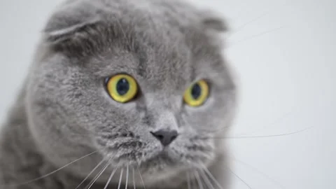 Cute Scottish Fold cat stares with round yellow eyes, showing surprise in a Stock Footage 311945024
