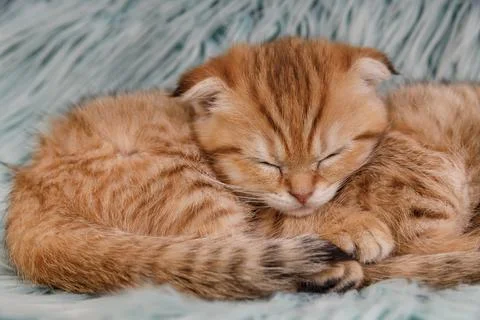 Cute Scottish Fold ginger kitten sitting in a wooden bowl on a white backgr.. Stock Photos