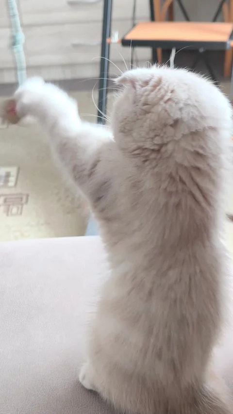 Cute Scottish Fold kitten batting a string while sitting on back legs, vert.. Stock Footage 331275133