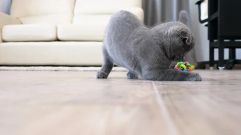 Cute scottish fold kitten playing with a red dot Stock Footage 89527700