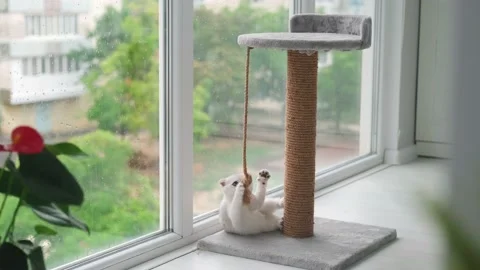 A cute Scottish Fold kitten is playing with a scratching post rope. Stock Footage 233183189