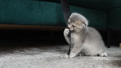 A cute Scottish fold kitten playing near the sofa in the living room. Stock Footage 271076432
