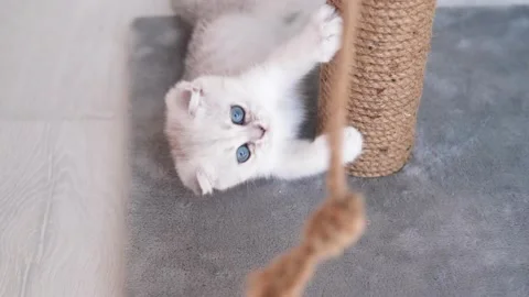 A cute Scottish Fold kitten sharpens its claws on a scratching post. Video stock 233183660