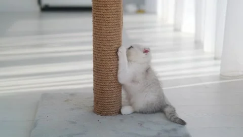 A cute Scottish Fold kitten sharpens its claws on a scratching post. Stock Footage 277540714