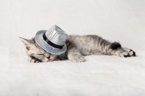A cute scottish kitten sleeps on a white plaid in a hat with silver sequins. Foto stock