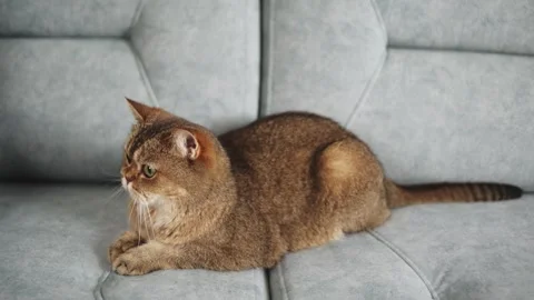 Cute Scottish Straight cat lying on the couch and looking around. Stock Footage 261387862