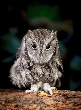 Cute screech owl. Stock Photos