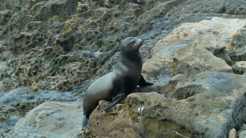 Cute Sea Lion Stock Footage 178643351