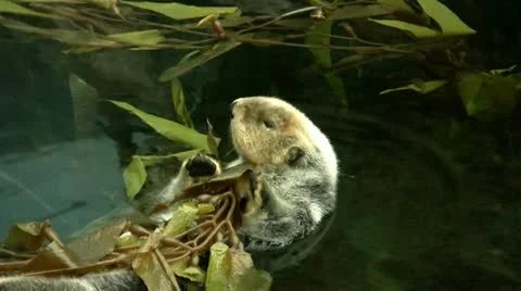 Cute Sea Otter medium close up Stock Footage 20245033