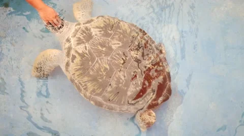 Cute sea Turtle in the pond handle head play. 스톡 동영상 60801741