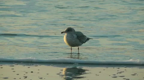 Cute seagull close up standing in shallow water by the shore Video stock 11092845