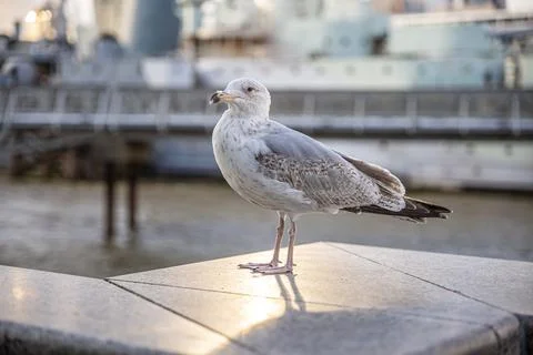 Cute seagull perched and posing with the marina in the background. Stock Photos