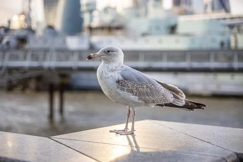 Cute seagull perched and posing with the marina in the background. Stock Photos