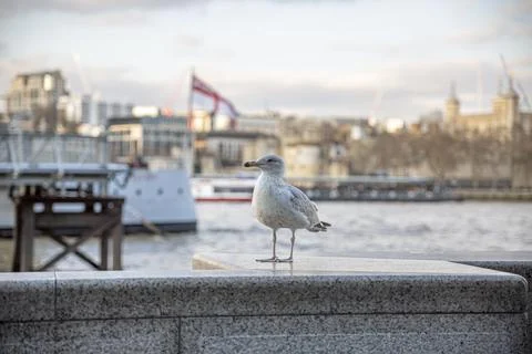 Cute seagull perched and posing with the marina in the background. Foto stock
