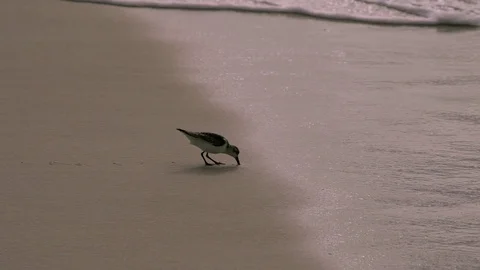 Cute seagull walking on white sand near gentle seashore water waves with Stock Footage 70886555