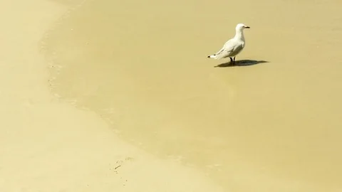 Cute seagull walking on white sand near gentle seashore water waves with co.. Stock Footage 75396744