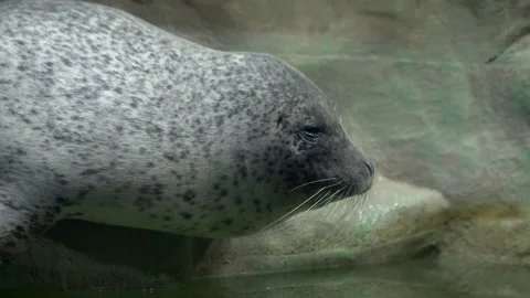 A cute seal is lying in a pen. It blinks its eyes and occasionally looks around Stock Footage 239381725