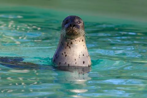 Cute seal Stock Photos