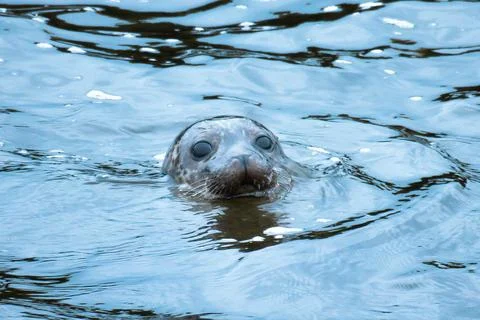 Cute seal Foto stock