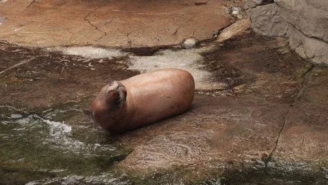 Cute seal playing with water Video stock 102480676