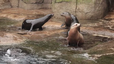 Cute seals playing with water Stock Footage 102528558
