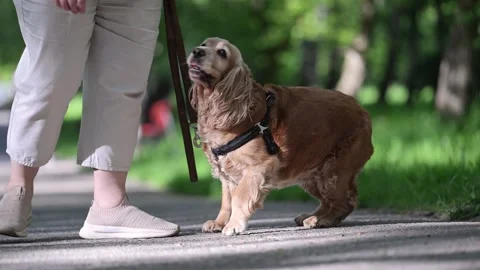 Cute senior red Spaniel enjoying a playful moment in the park during a beautiful Stock Footage 304618147