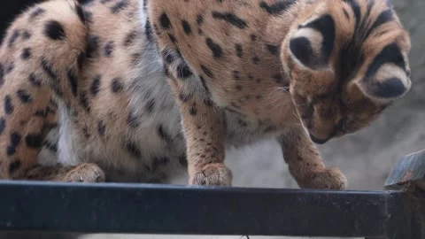 Cute serval. Endangered animals in their natural habitat Stock Footage 294953728