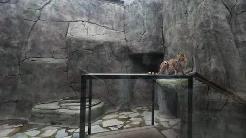 Cute serval. Endangered animals in their natural habitat Stock Footage 294953766