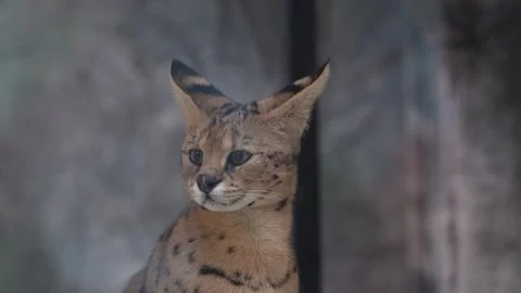 Cute serval. Endangered animals in their natural habitat Stock Footage 294953801