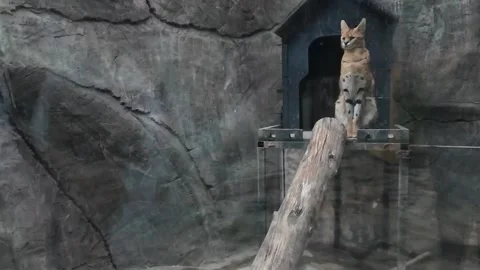 Cute serval. Endangered animals in their natural habitat Stock Footage 294953842