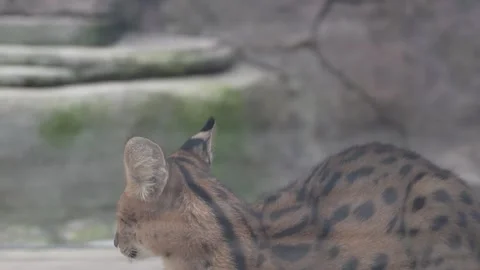 Cute serval. Endangered animals in their natural habitat Stock Footage 294953891