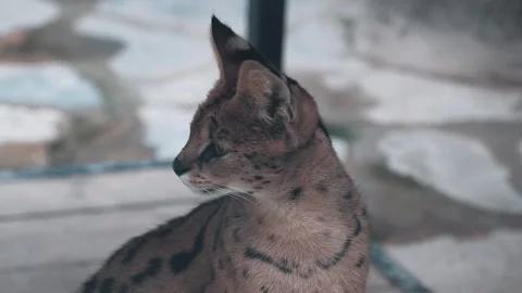 Cute serval. Endangered animals in their natural habitat Stock Footage 294953979