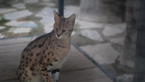 Cute serval. Endangered animals in their natural habitat Stock Footage 294954003