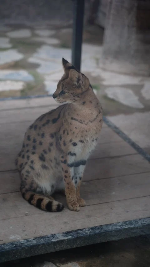 Cute serval. Endangered animals in their natural habitat Stock Footage 294954027