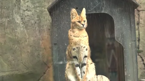 Cute serval. Endangered animals in their natural habitat Stock Footage 294954046