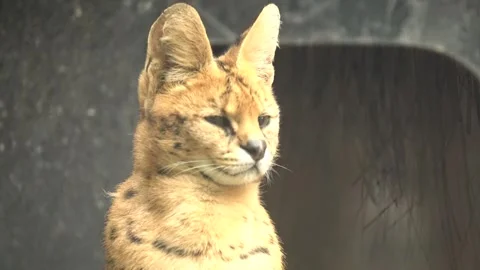 Cute serval. Endangered animals in their natural habitat Stock Footage 294954071