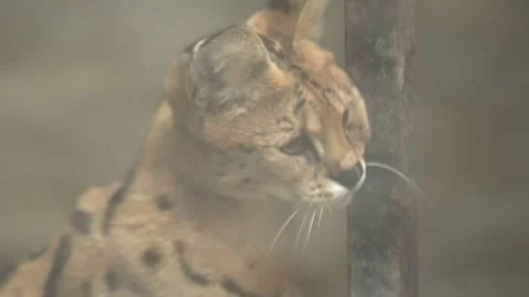 Cute serval. Endangered animals in their natural habitat Stock Footage 294954084