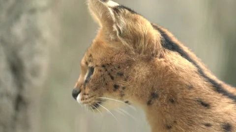 Cute serval. Endangered animals in their natural habitat Stock Footage 294954134