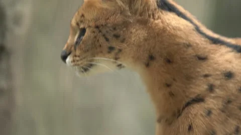 Cute serval. Endangered animals in their natural habitat Stock Footage 294954171