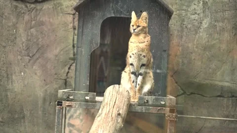 Cute serval. Endangered animals in their natural habitat Stock Footage 294954189