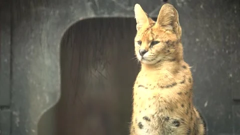 Cute serval. Endangered animals in their natural habitat Stock Footage 294954190