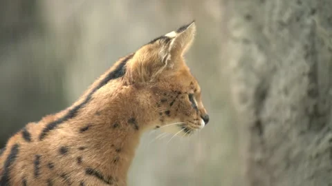 Cute serval. Endangered animals in their natural habitat Stock Footage 294954198